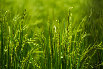Close Up on Tall Green Grass