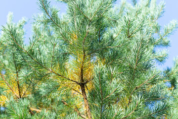 Branches of fir tree, close-up, blurred background. Sunny bright day, sun shines through the trees.