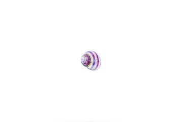 One small marine colored spiral striped violet purple snail shell, seashell on white background. Design template