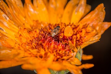 Gelb orange Blume mit geöffneter Blüte mit Insekt nach einem Regen mit Wassertropfen auf einer...