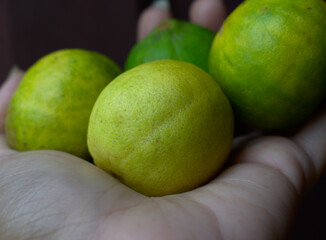 Yellow Green round shaped Lime or Lemon is used for cooking and drinks
