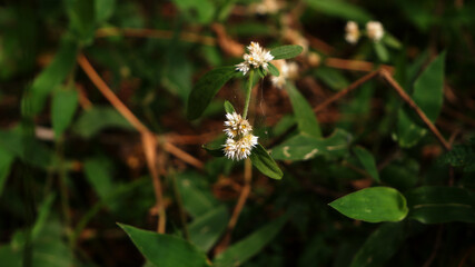 Closeup shot of wild white flower surrounded by spider web