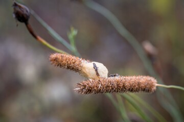 Brauner Grashalm mit Insekten Kokon nach einem Regen mit Wassertropfen auf einer Blumenwiese an einem typischen November Tag, Deutschland