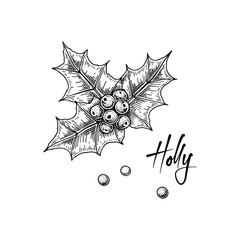 Christmas decoration element. Holly berries and leaves isolated on white background. Vector illustration in sketch style