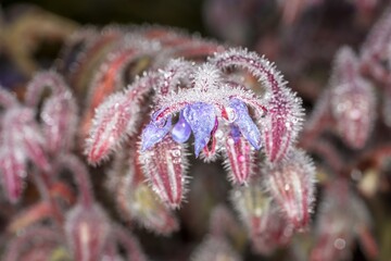 Blue purple flowers with open blossom after a rain with water drops on a flower meadow on a typical rainy November day, Germany