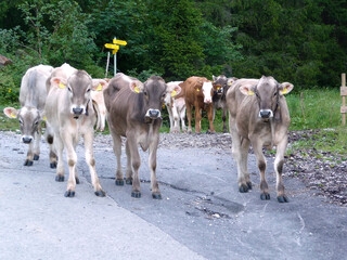 Herd of cows in Bavarian Alps