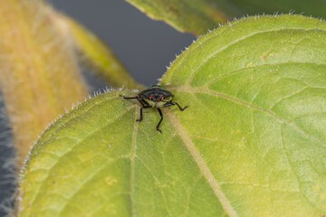 Nahaufnahme einer grüne Wanze Käfer sitz auf einem Blatt, Deutschland
