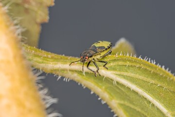 Nahaufnahme einer grüne Wanze Käfer sitz auf einem Blatt, Deutschland
