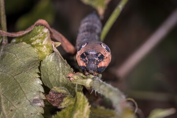 Nahaufnahme einer braunen Libellen Larve auf einem Ast im Gras, Deutschland