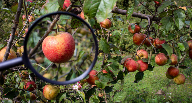 In the left part of the photo, one apple magnified with a magnifying glass, in the right part of the photo, several apples on a branch. Research photo. News photo.
