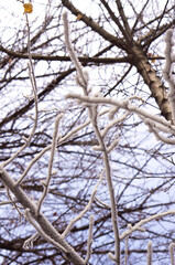 Snow on the seeds of the bush. Cold morning in the forest.