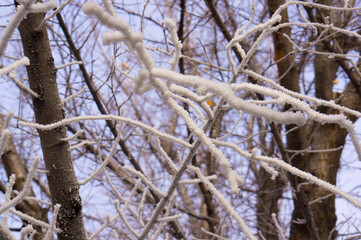 Snow on the seeds of the bush. Cold morning in the forest.