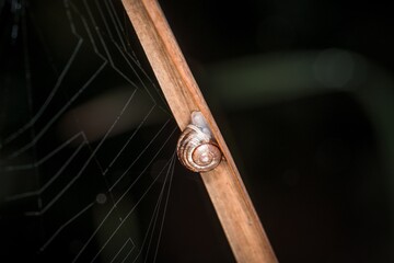 Kleine Schnecke mit Schneckenhaus an einem Schilfrohr mit Spinnennetz an einem See oder Teich,...