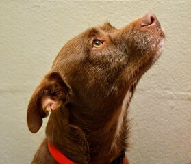 Animal shelter chocolate puppy
