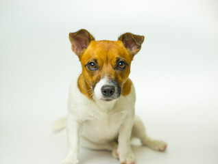 Dog gaze into the camera. The dog looks at you closely. Cute dog pork jack russell terrier.