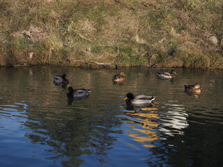 Ducks swimming on the lake