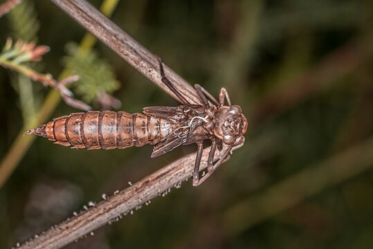 Geschl&uuml;pfte Libellen Larve an einem Schilfrohr an einem See oder Teich, Deutschland