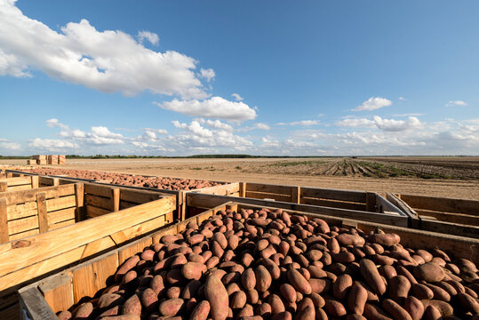 Bacs de transport remplis de pommes de terre rouges