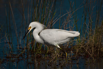 Snowy Egret Foraging In the Shallow Water Off Black Point Wildlife Drive In Titusville, FL, USA
