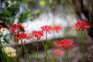 秋　彼岸花