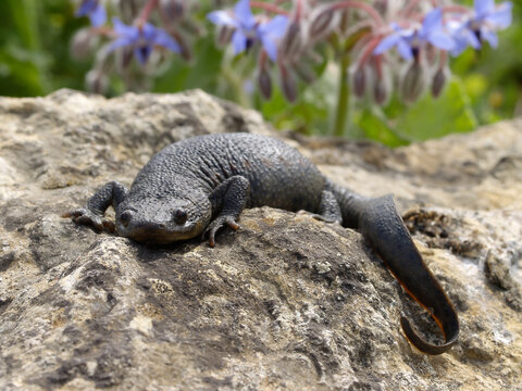 Sharp Ribbed Newt, Pleurodeles Waltl