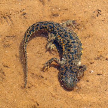 Sharp Ribbed Newt, Pleurodeles Waltl