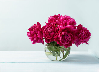 Red pink peonies in a glass vase stand on table blue background