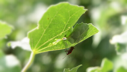 Bug on the leaf