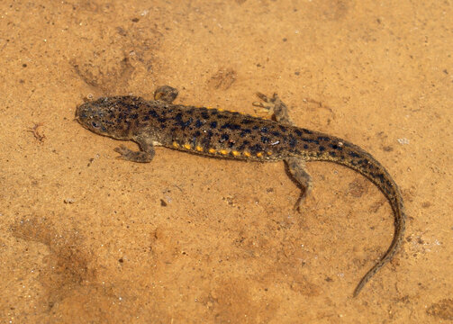 Sharp Ribbed Newt, Pleurodeles Waltl