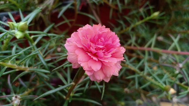 Macro photo of beautiful pink flower with lots of petals