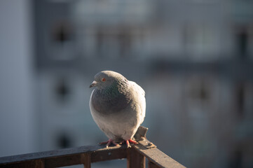 pigeon sitting on metal handrails