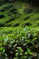 Green tea (camellia sinensis) plant at a tea plantation in Cameron Highlands, Pahang, Malaysia.