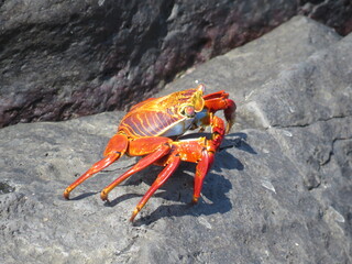 Sally Lightfoot Crab on the Galapagos Islands, Ecuador
