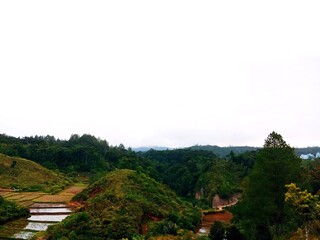 rice terraces in island