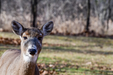 Close-up view of wild white tail deer in the forest park