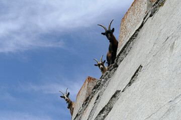 Mountain goats in Bavarian mountains, Germany