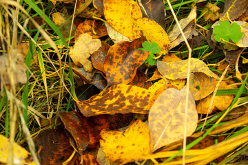 Golden autumn. Fallen, colorful leaves on the ground.