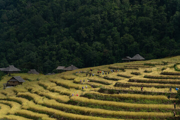 Agriculture in Northern Thailand