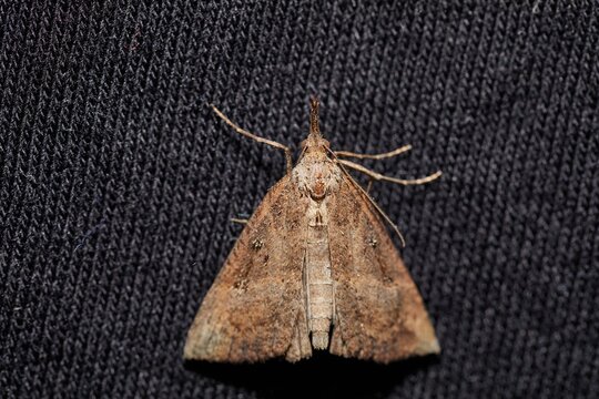 Moth closup on a dark textile surface