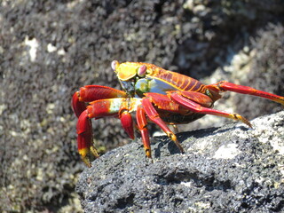 Sally Lightfoot Crab on the Galapagos Islands, Ecuador