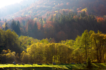 Background of autumn carpathian forest with gold and red foliage, sunny rays and fog