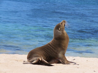 Naklejka premium Seal on the Galapagos Islands, Ecuador