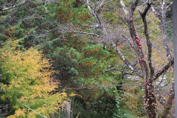 紅葉　山梨