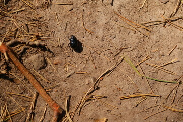 Käfer