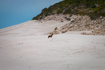 Blesbok antelope at Cape of Good Hope nature reserve, South Africa.