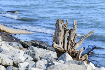 Driftwood log laying on the rocky shore