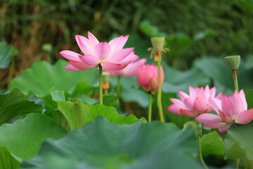 Beautiful pink lotus, close-up photos