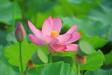 Beautiful pink lotus, close-up photos