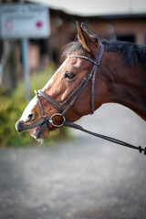 Horse in head portraits from the side while flaming..