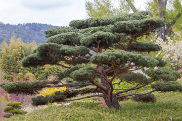Japanischer Nadelbaum